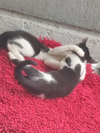 2 Babykatzen