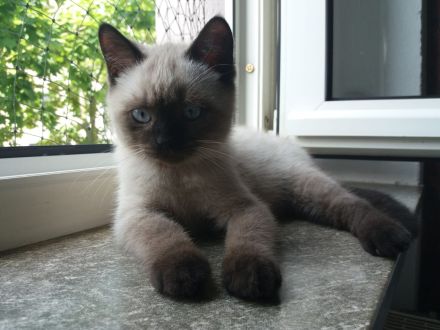 BKH Katerchen in chocolate point