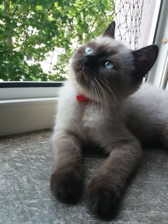 BKH Katerchen in chocolate point