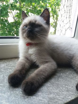 BKH Katerchen in chocolate point