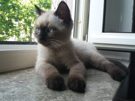 BKH Katerchen in chocolate point