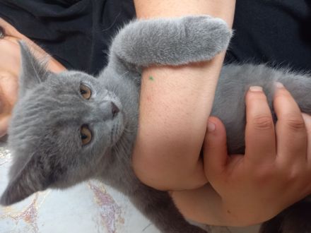 Britisch kurzhaar BKH