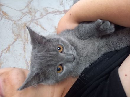 Britisch kurzhaar BKH