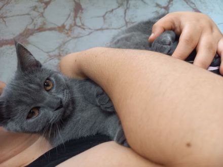 Britisch kurzhaar BKH