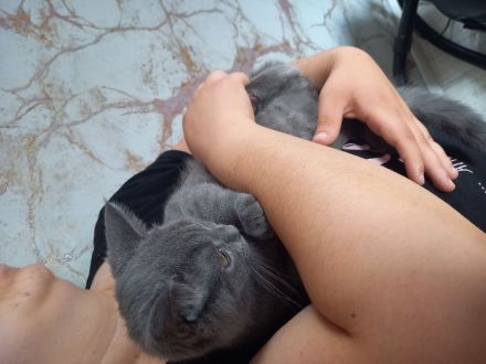 Britisch kurzhaar BKH