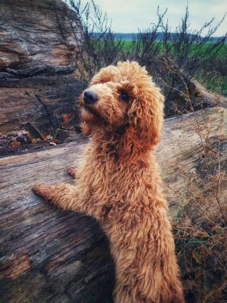 Zertifizierte Hundetrainerin, mobile Hundeschule