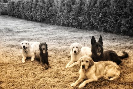 Zertifizierte Hundetrainerin, mobile Hundeschule