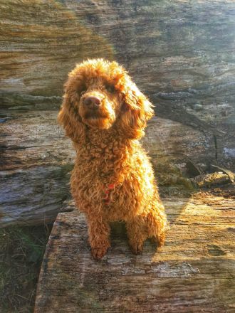 Zertifizierte Hundetrainerin, mobile Hundeschule