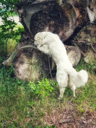 Zertifizierte Hundetrainerin, mobile Hundeschule