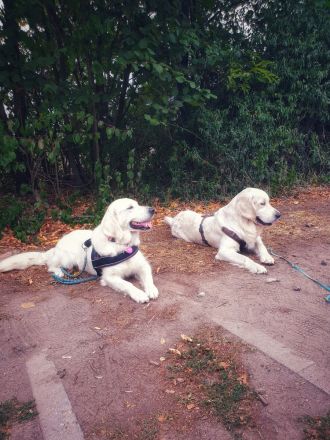 Zertifizierte Hundetrainerin, mobile Hundeschule