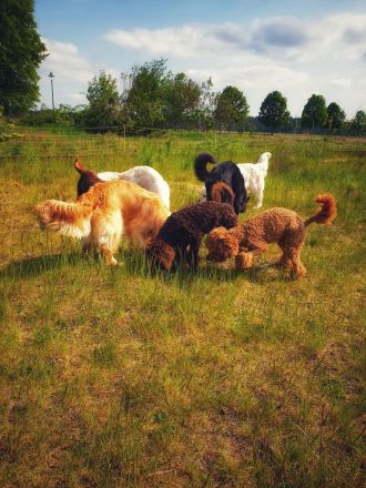 Zertifizierte Hundetrainerin, mobile Hundeschule
