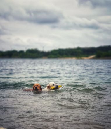 Zertifizierte Hundetrainerin, mobile Hundeschule