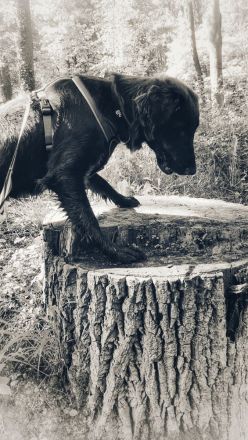 Zertifizierte Hundetrainerin, mobile Hundeschule