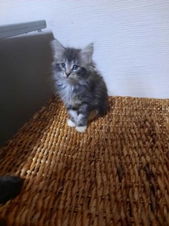 🌸Reinrassige 🌸Norwegische Waldkatzen🌸 Kitten suchen ein neues Zuhause🌸 Geimpft 🌸 Entwurmt🌸