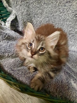 🌸Reinrassige 🌸Norwegische Waldkatzen🌸 Kitten suchen ein neues Zuhause🌸 Geimpft 🌸 Entwurmt🌸