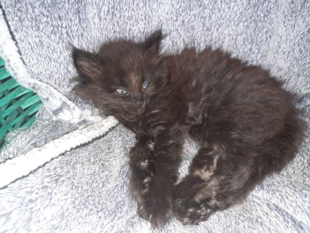 🌸Reinrassige 🌸Norwegische Waldkatzen🌸 Kitten suchen ein neues Zuhause🌸 Geimpft 🌸 Entwurmt🌸