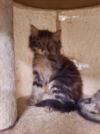 🌸Reinrassige 🌸Norwegische Waldkatzen🌸 Kitten suchen ein neues Zuhause🌸 Geimpft 🌸 Entwurmt🌸