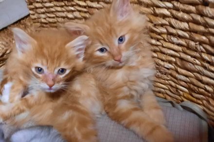 🌸Reinrassige 🌸Norwegische Waldkatzen🌸 Kitten suchen ein neues Zuhause🌸 Geimpft 🌸 Entwurmt🌸