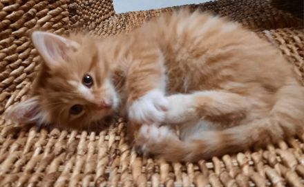 🌸Reinrassige 🌸Norwegische Waldkatzen🌸 Kitten suchen ein neues Zuhause🌸 Geimpft 🌸 Entwurmt🌸