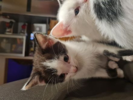 3BKH MIX KITTEN
