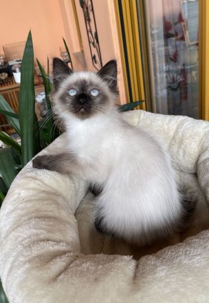 Heilige Birma Neva Masquarade Kitten Katze Kater