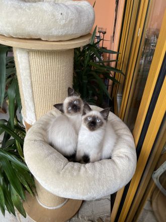 Heilige Birma Neva Masquarade Kitten Katze Kater