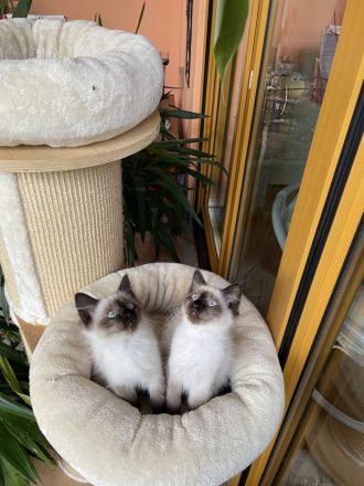 Heilige Birma Neva Masquarade Kitten Katze Kater