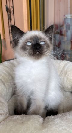 Heilige Birma Neva Masquarade Kitten Katze Kater