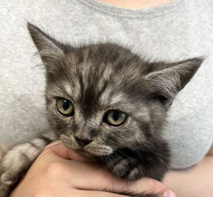 BKH Kitten