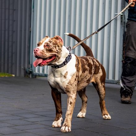 American Bully XL Welpen