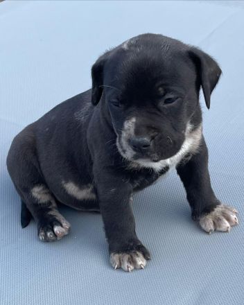 American Bully XL Welpen