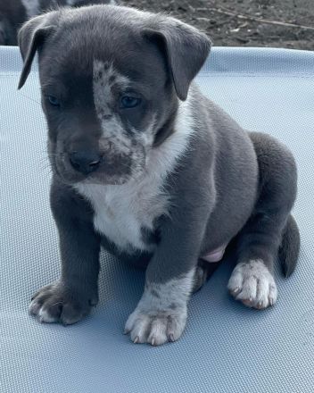 American Bully XL Welpen