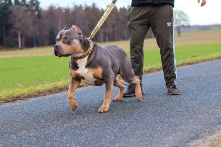 American Bully XL Welpen