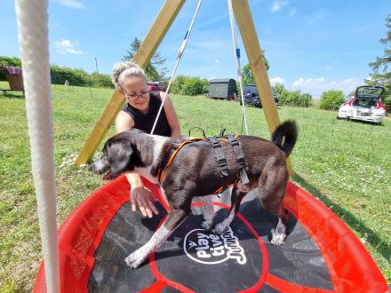 Hundesport mal anders, Agillity war gestern!