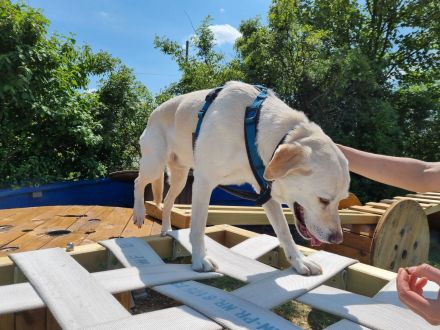 Hundesport mal anders, Agillity war gestern!