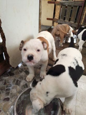 Old Englisch bulldog