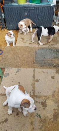 Old Englisch bulldog