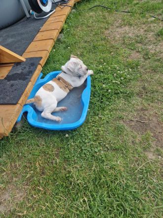 Old Englisch bulldog