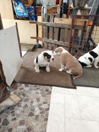 Old Englisch bulldog