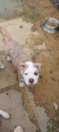 Old Englisch bulldog