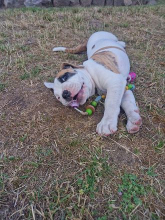 Old Englisch bulldog