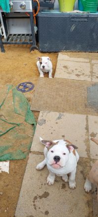 Old Englisch bulldog