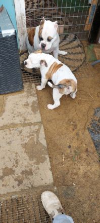 Old Englisch bulldog