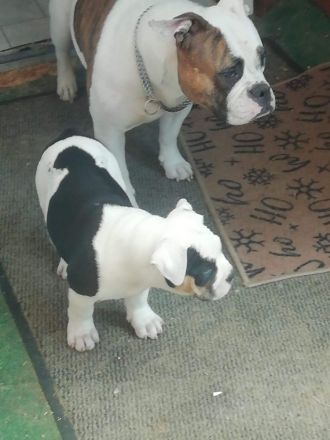 Old Englisch bulldog