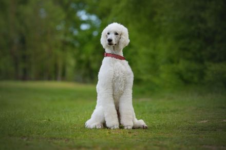 Weiße Großpudelhündin sucht neues Zuhause