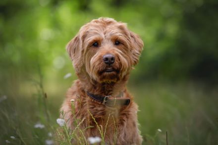 Labradoodle Deckrüde, Red, F1, 59 cm mit ZZL und Ahnentafel