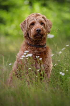 Labradoodle Deckrüde, Red, F1, 59 cm mit ZZL und Ahnentafel