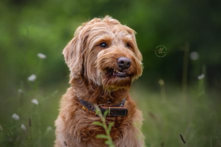 Labradoodle Deckrüde, Red, F1, 59 cm mit ZZL und Ahnentafel