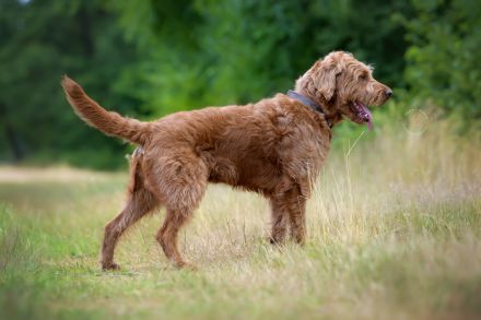 Labradoodle Deckrüde, Red, F1, 59 cm mit ZZL und Ahnentafel