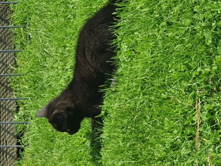 Süße angoramix Kätzchen suchen liebevolles Zuhause